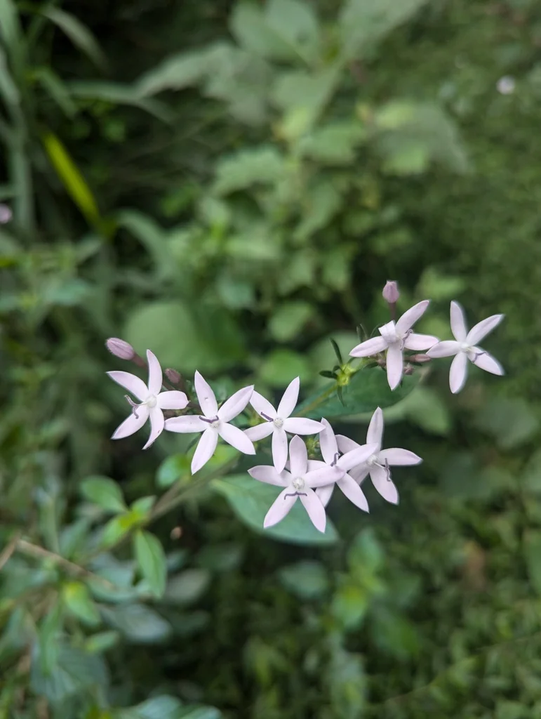 Pentas lanceolata