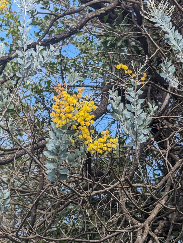 Acacia Podalyriifolia