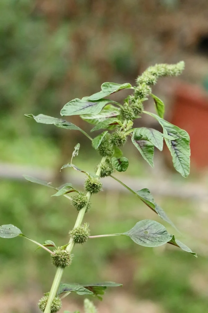 Amaranthus Tricolor