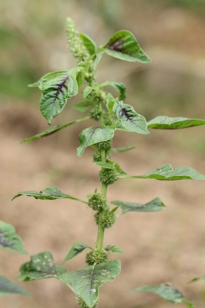 Amaranthus Tricolor