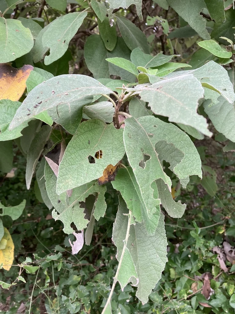 Cordia Boissieri