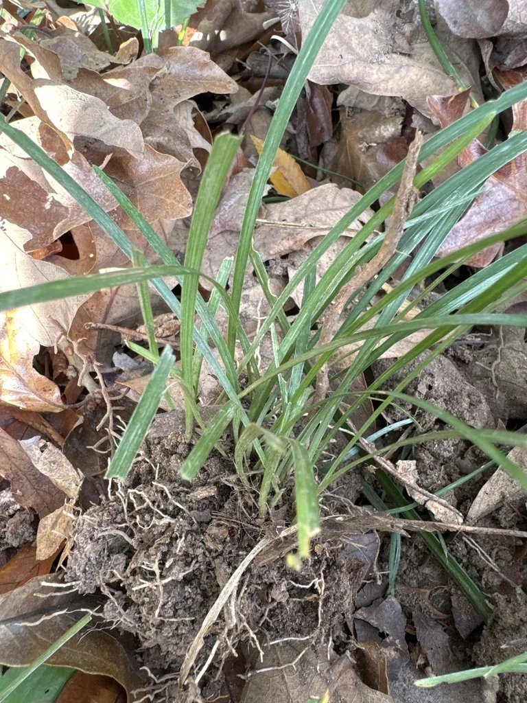 Liriope Spicata