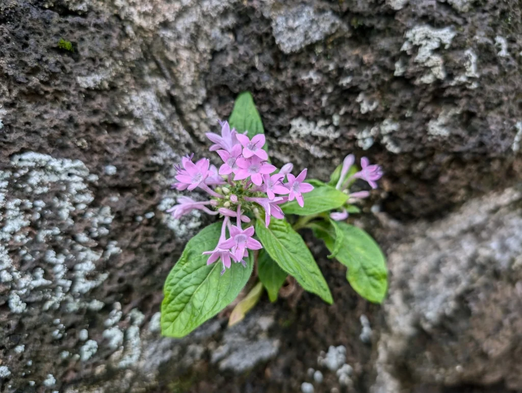Pentas lanceolata
