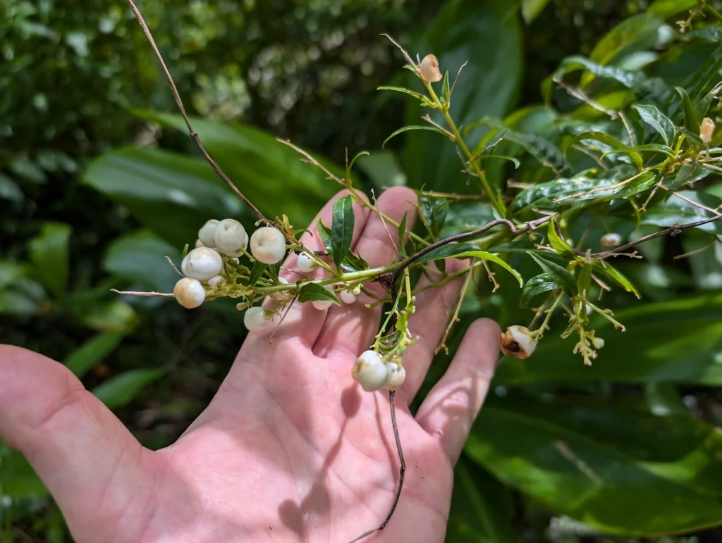 Cestrum Nocturnum