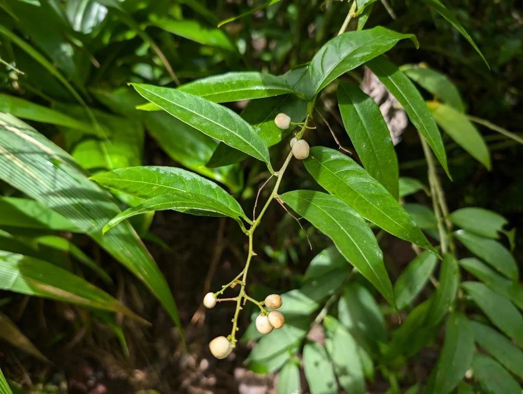 Cestrum Nocturnum