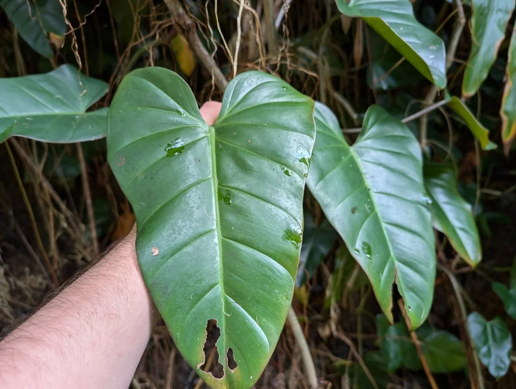 Philodendron erubescens