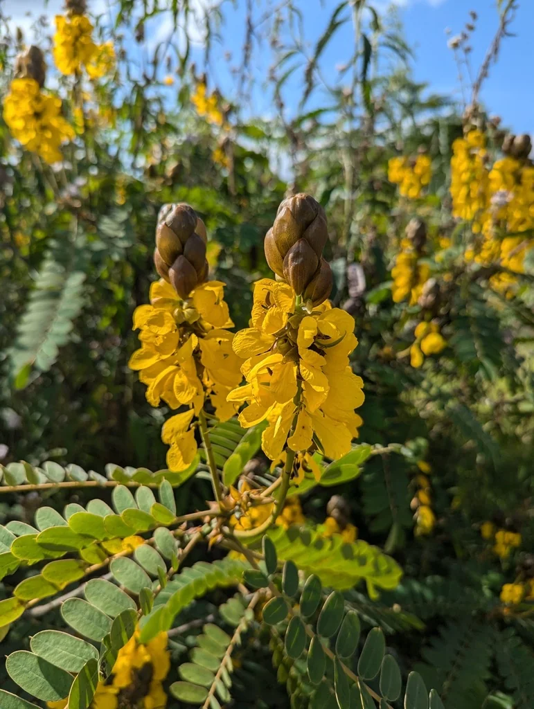 Senna Didymobotrya