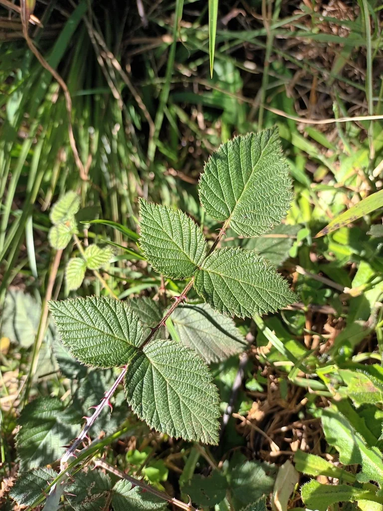 Rubus Niveus