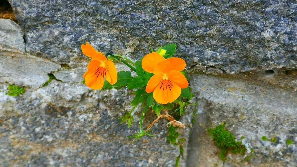 Viola X Wittrockiana