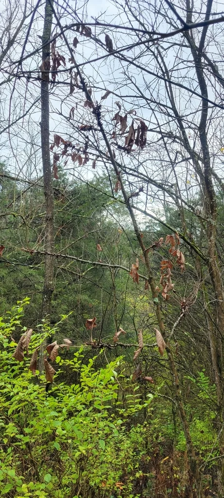 Carya Laciniosa