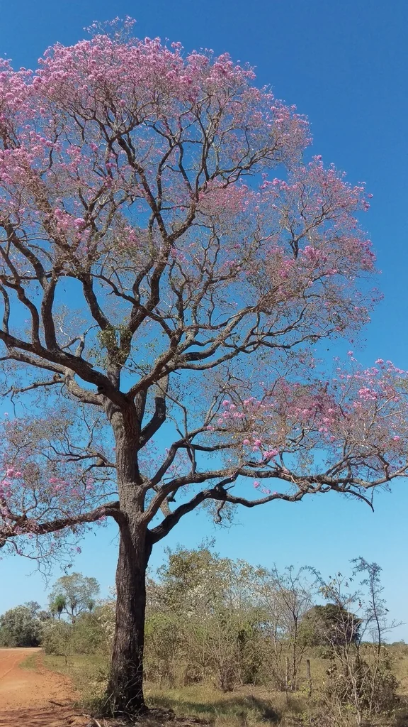 Tabebuia Impetiginosa