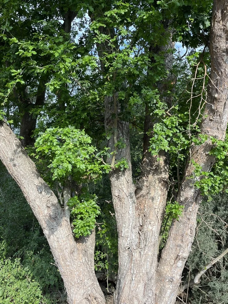 Ebenopsis Ebano