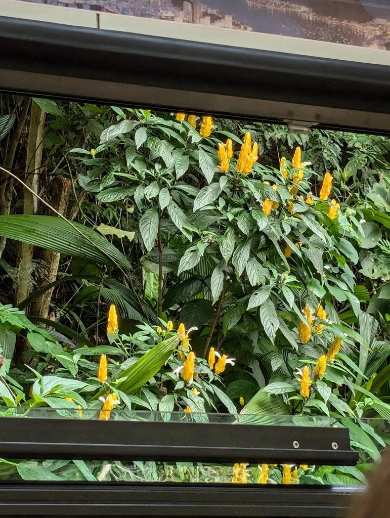 Pachystachys Lutea