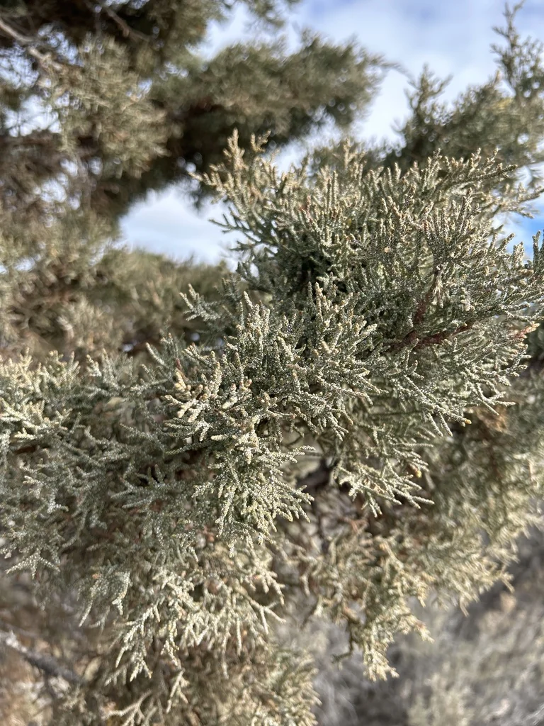 Juniperus Occidentalis