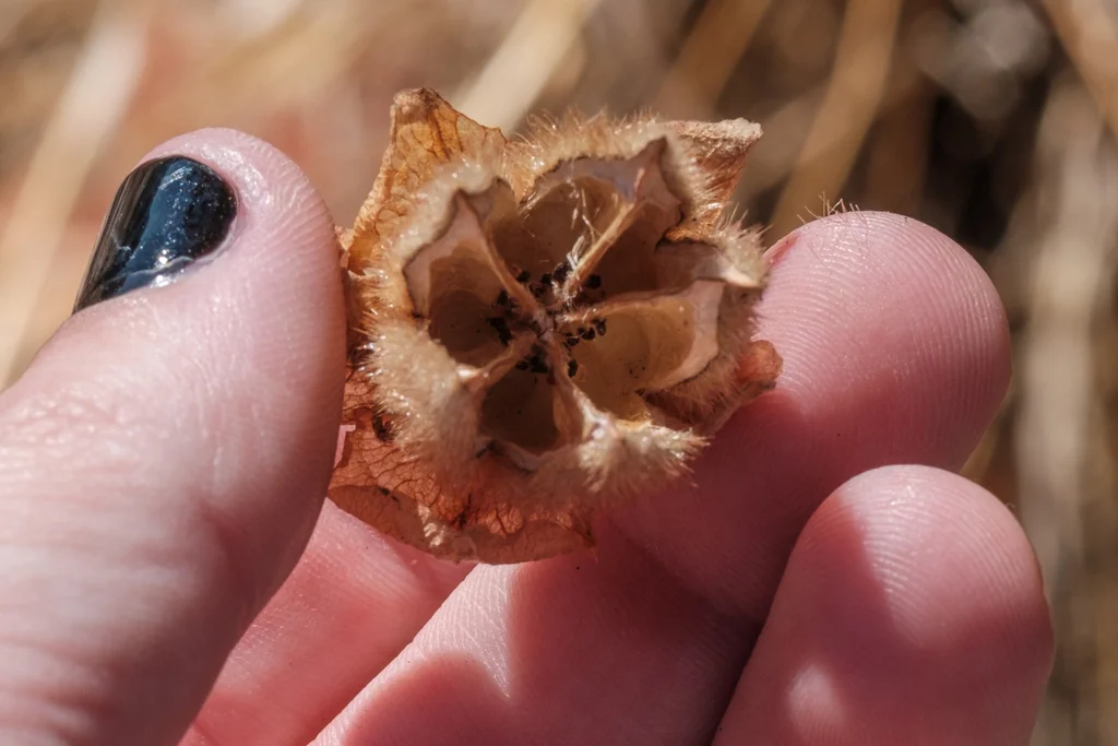 Fremontodendron Californicum
