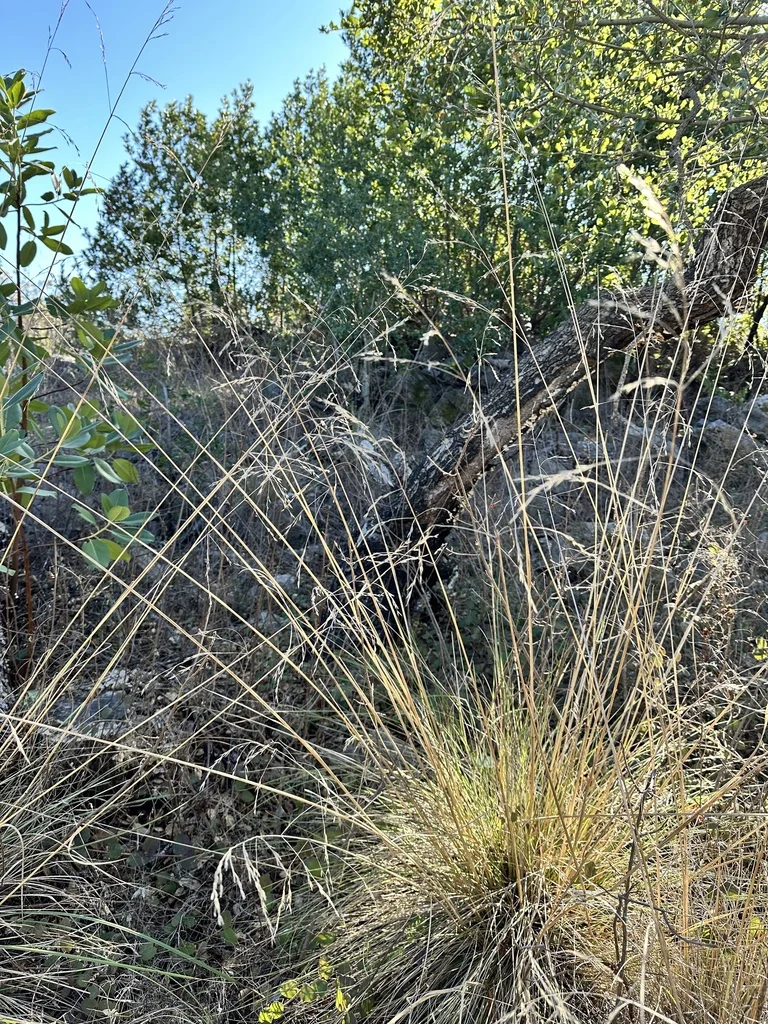 Festuca Californica