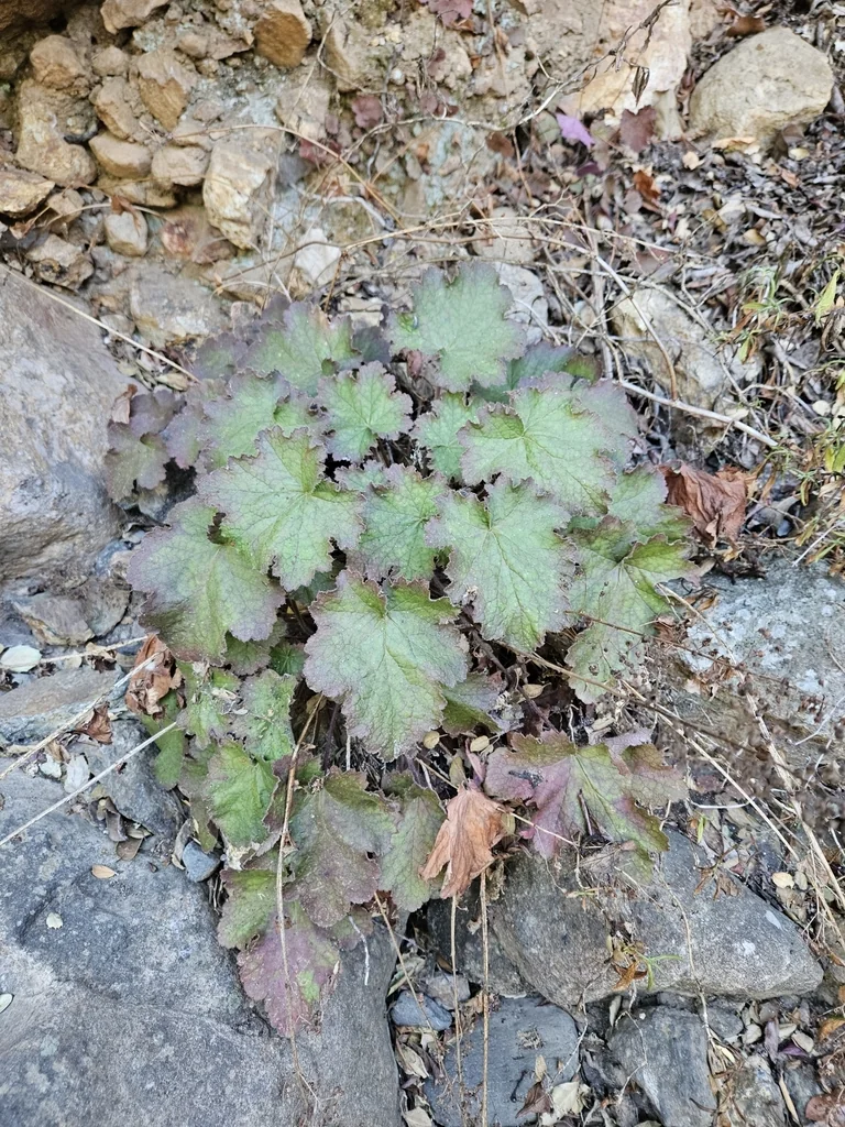 Heuchera Maxima