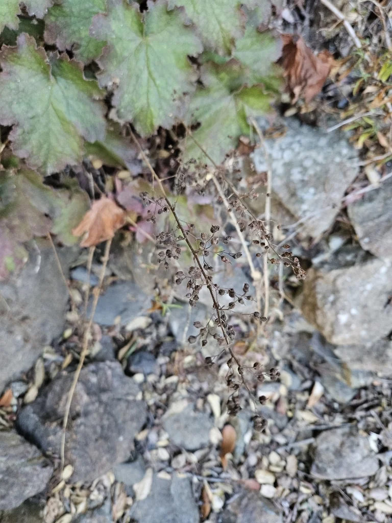 Heuchera Maxima