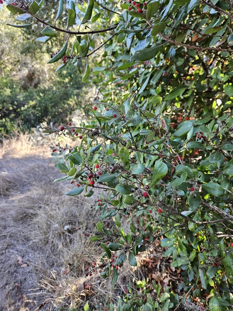 Comarostaphylis Diversifolia