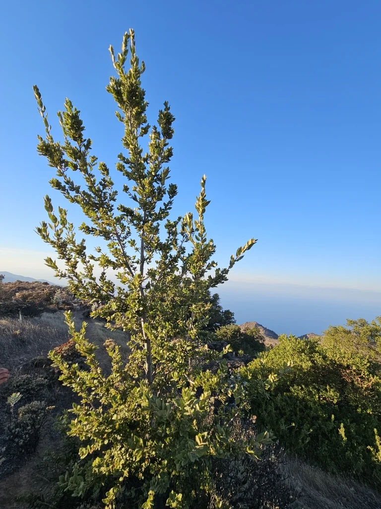 Quercus Tomentella