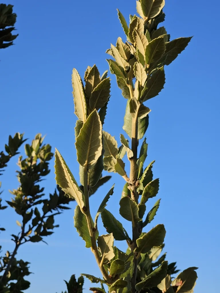 Quercus Tomentella