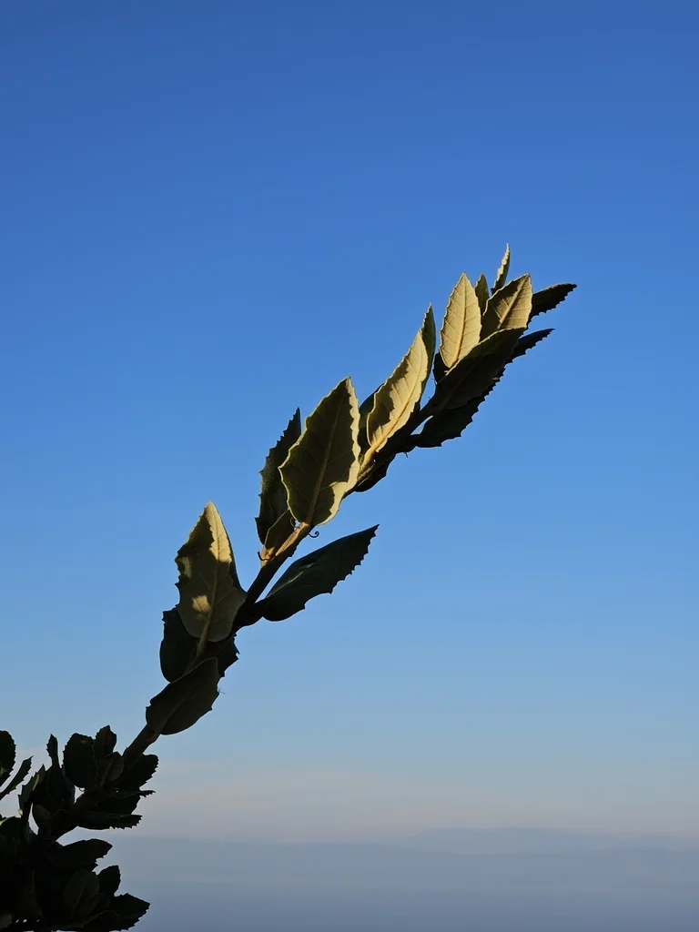 Quercus Tomentella