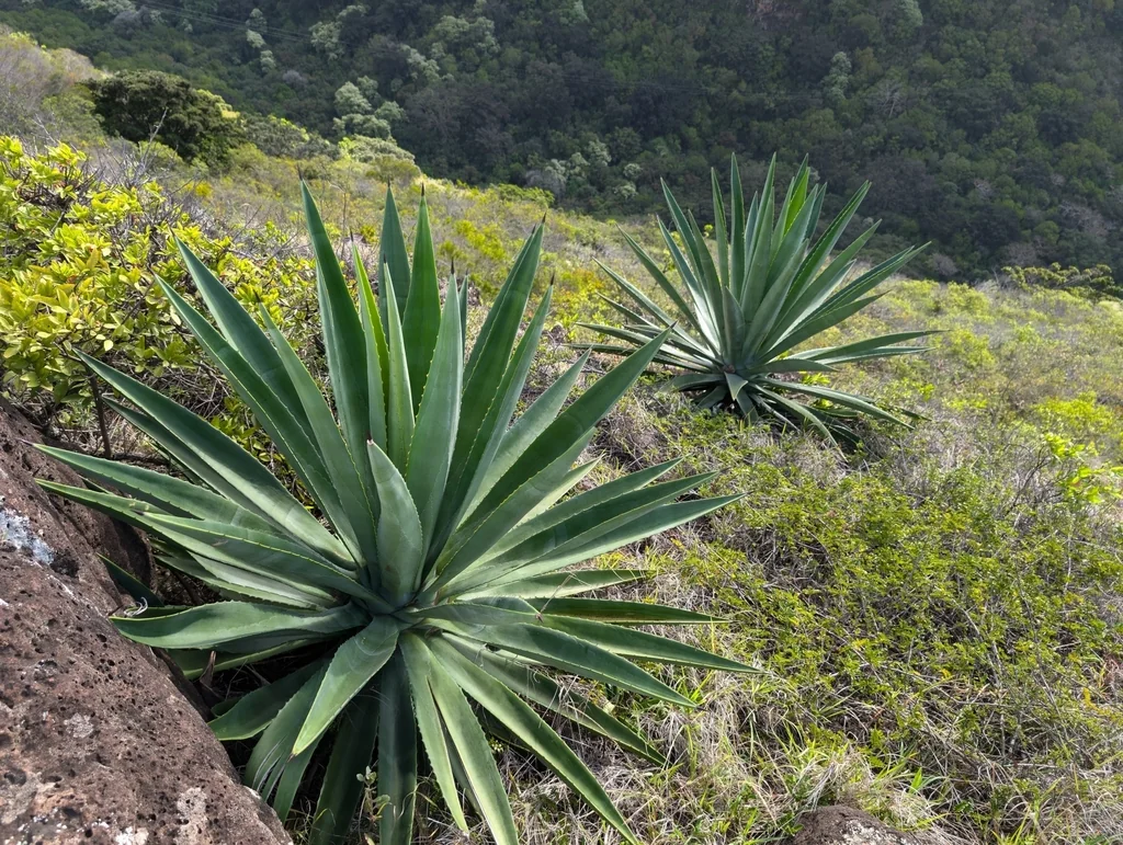 Agave Sisalana