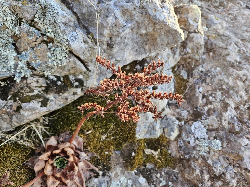 Dudleya Candelabrum