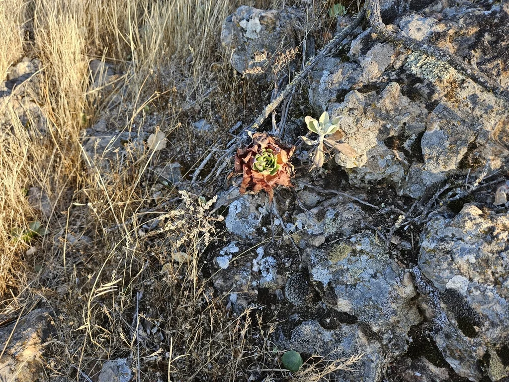 Dudleya Candelabrum