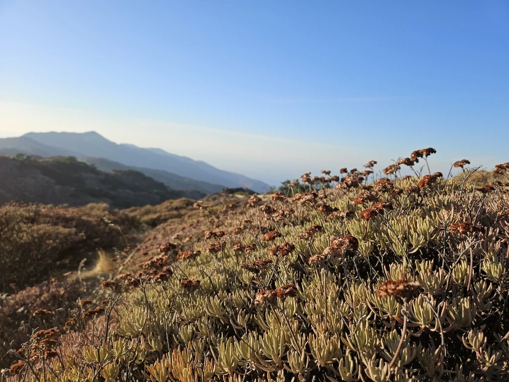 Eriogonum Arborescens