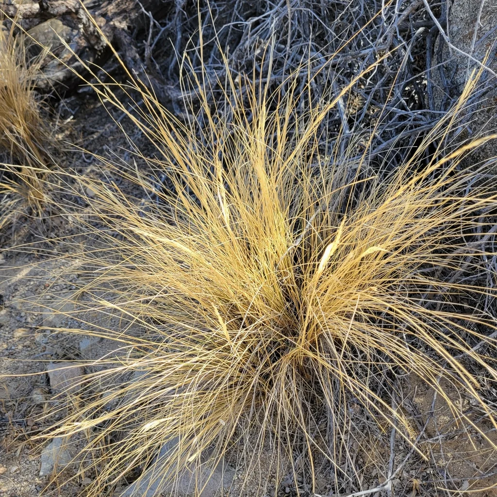 Stipa speciosa