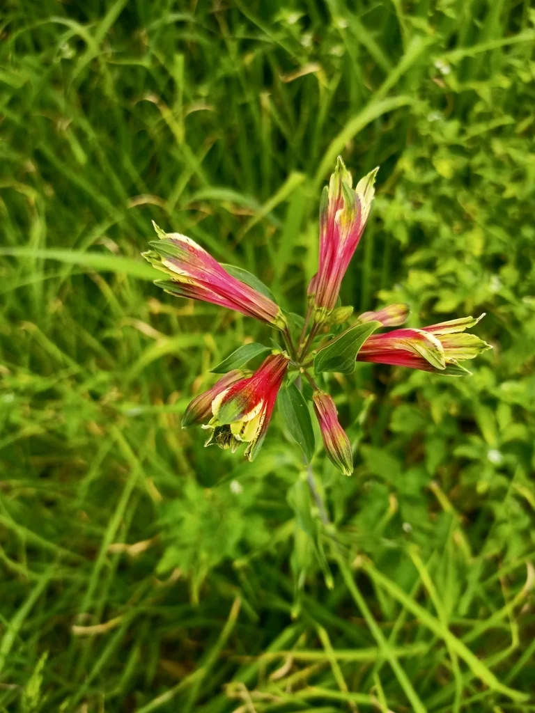 Alstroemeria Psittacina