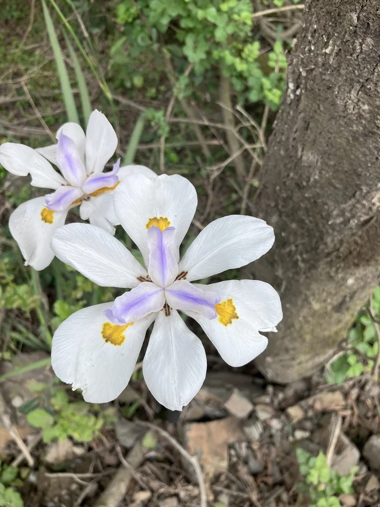 Dietes Grandiflora
