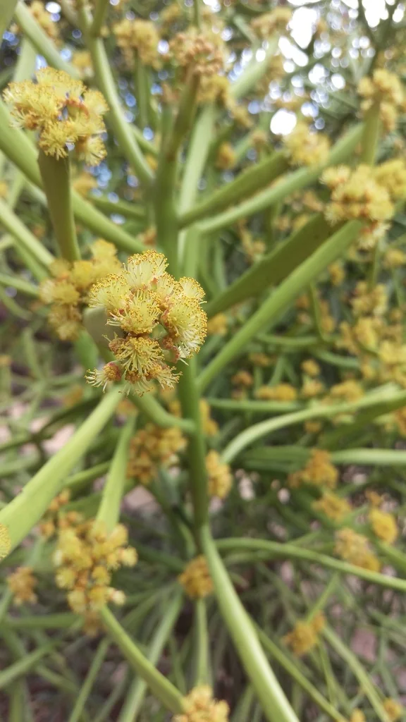Euphorbia Tirucalli