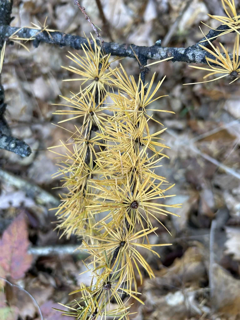Larix Kaempferi