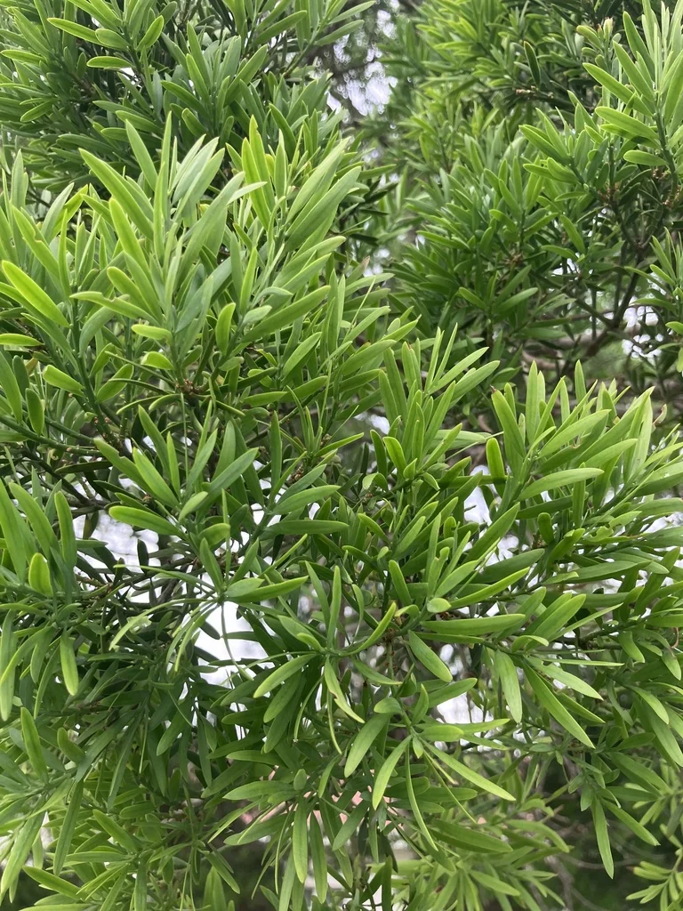 Afrocarpus Falcatus