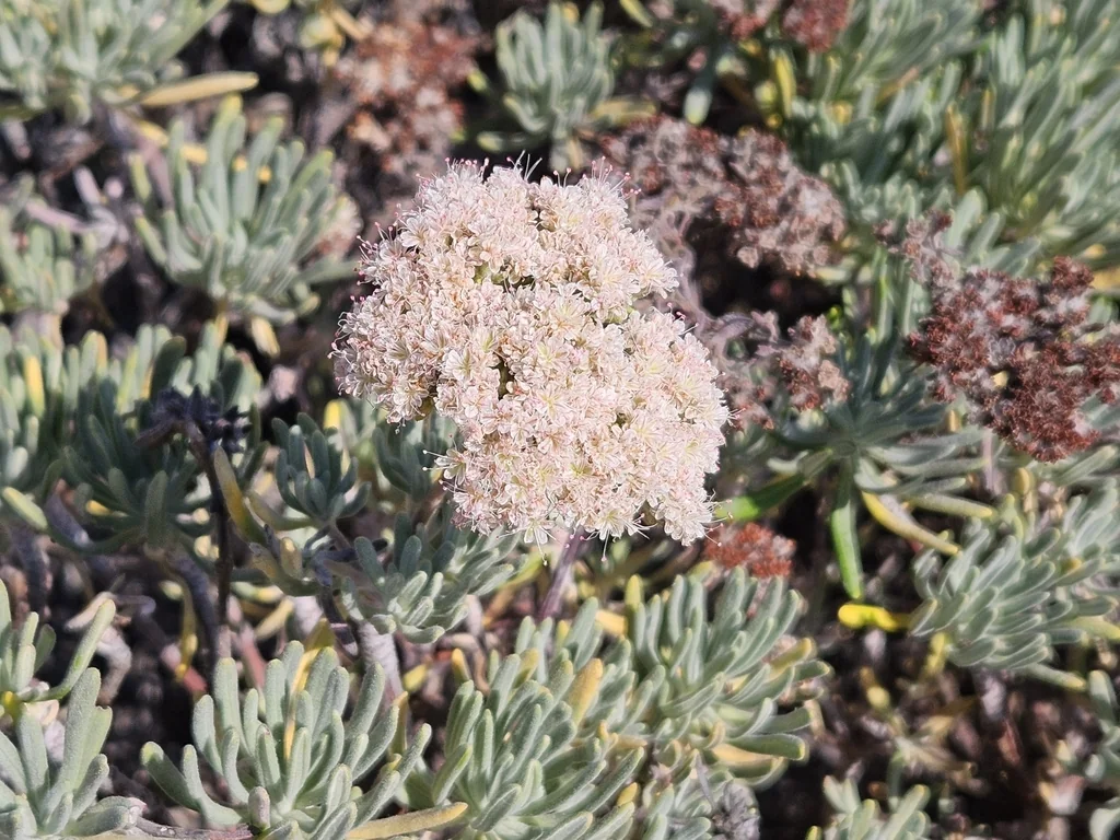 Eriogonum Arborescens
