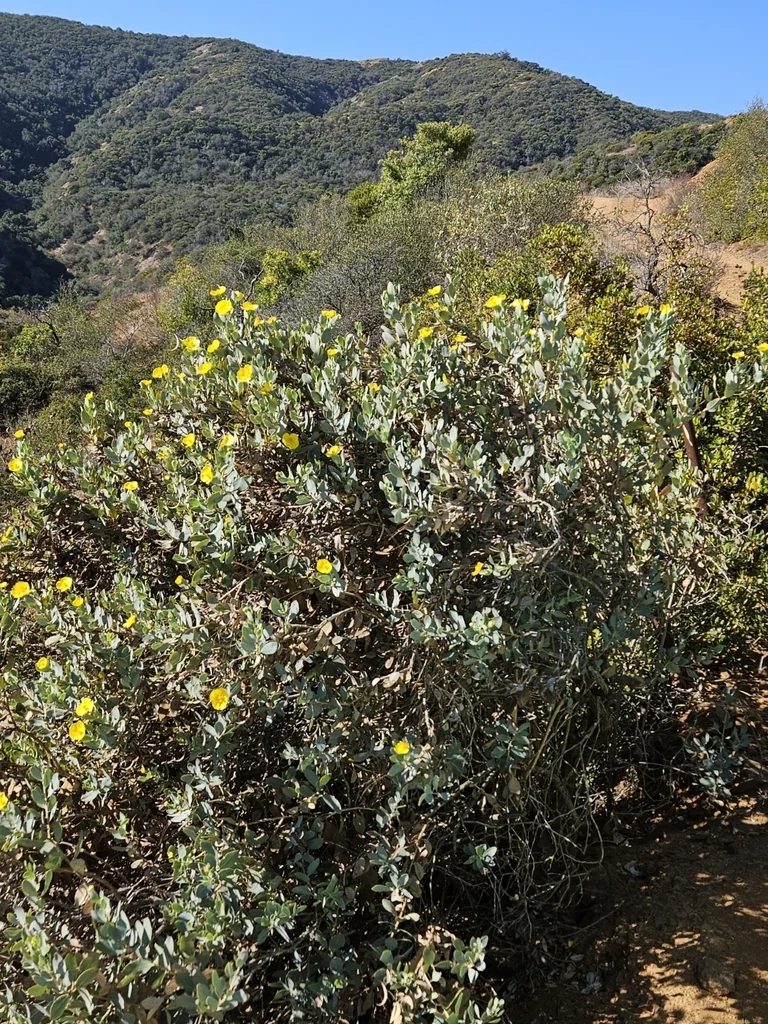 Dendromecon Harfordii