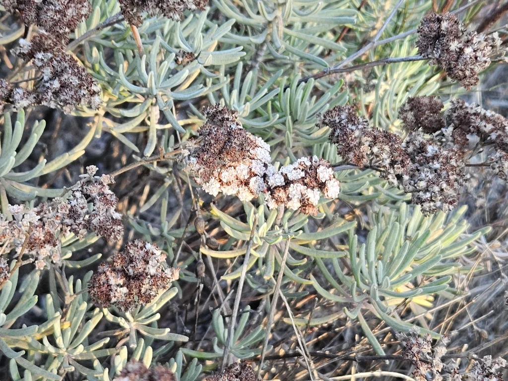 Eriogonum Arborescens