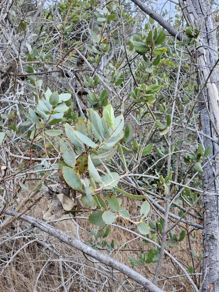 Dendromecon Harfordii