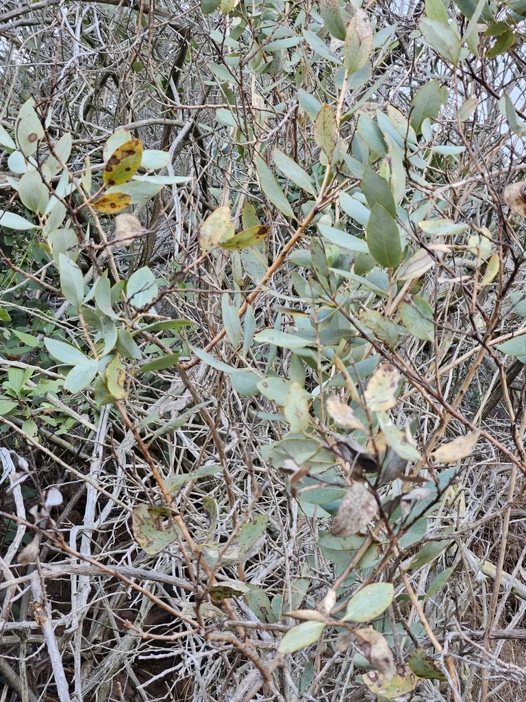 Dendromecon Harfordii
