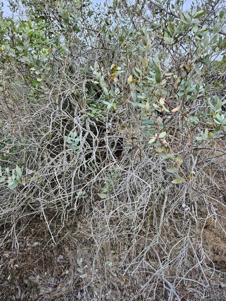 Dendromecon Harfordii