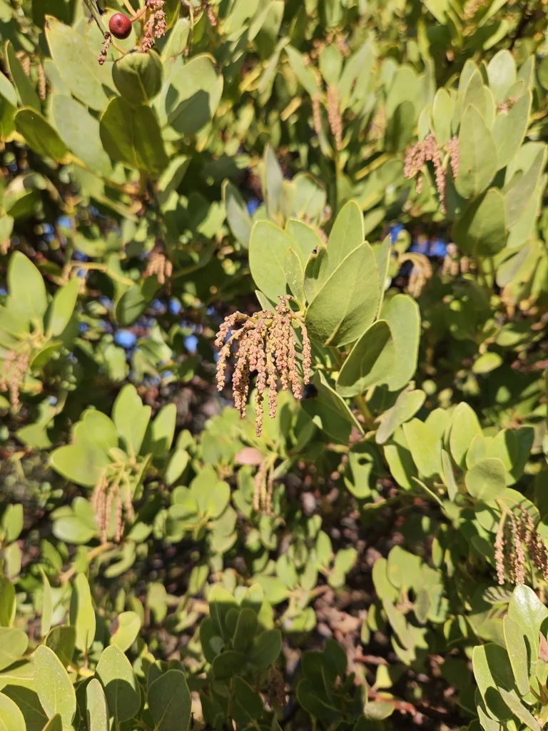 Arctostaphylos Insularis