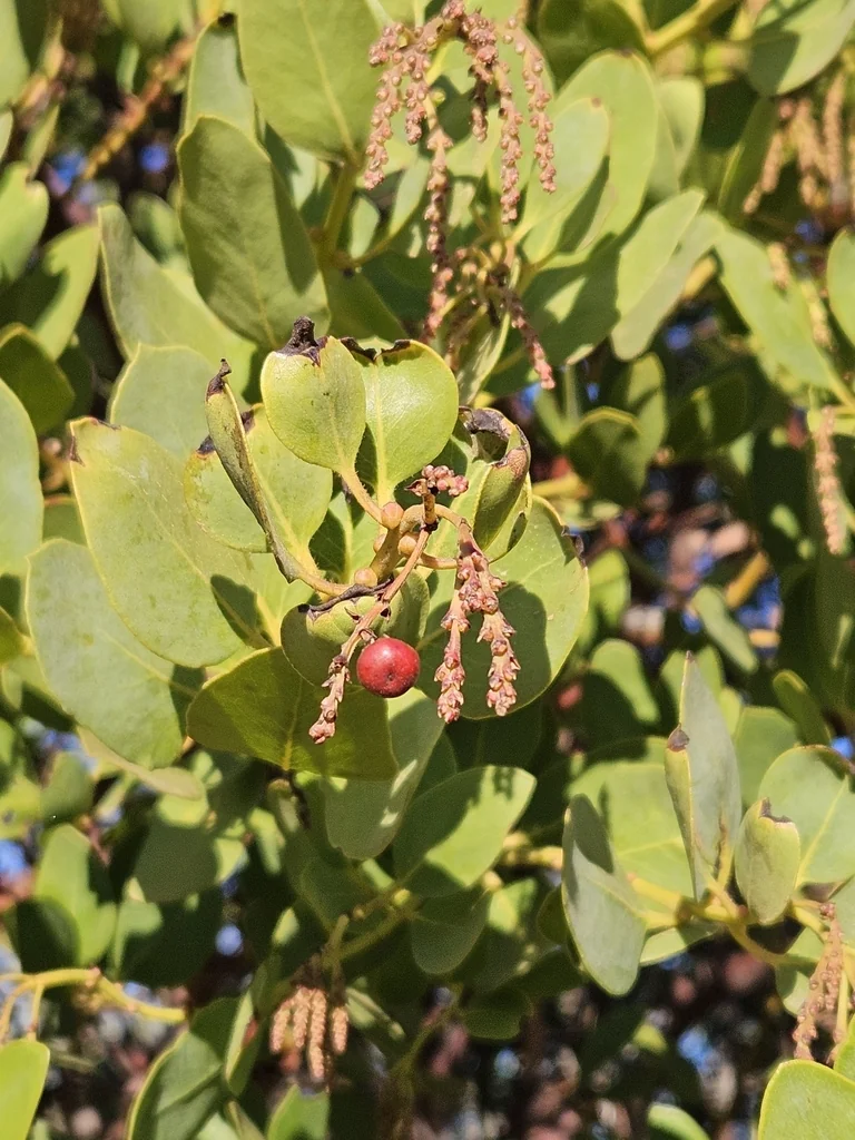 Arctostaphylos Insularis