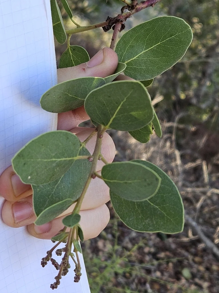 Arctostaphylos Insularis