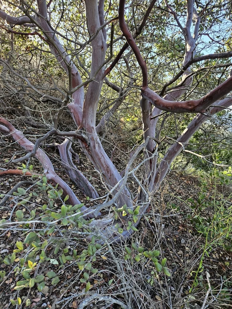 Arctostaphylos Insularis