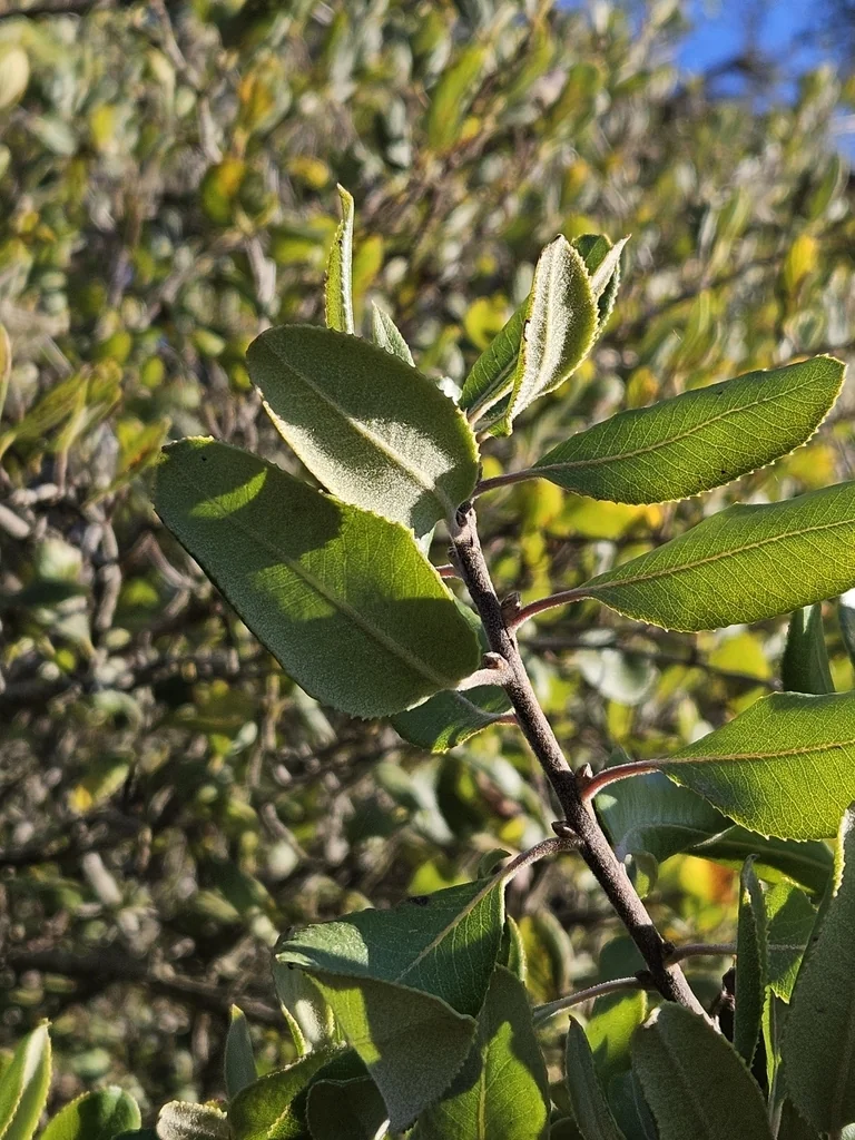 Comarostaphylis Diversifolia