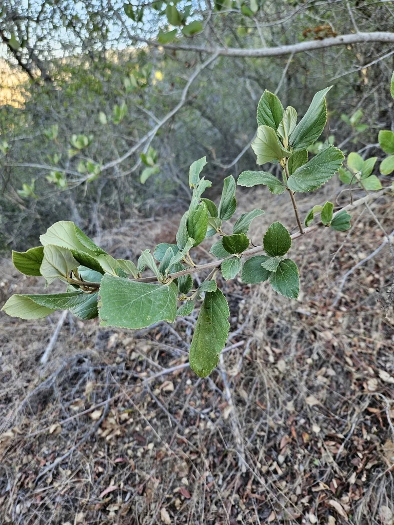 Ceanothus Arboreus