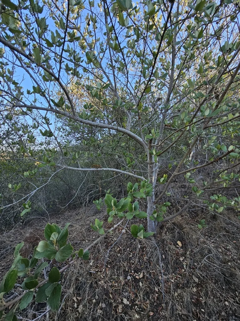 Ceanothus Arboreus