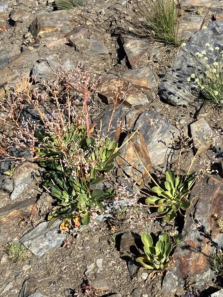 Lewisia Cotyledon